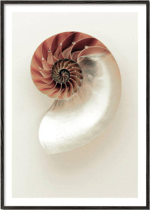 Fotografia de nautilus em espiral