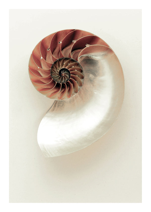 Fotografia de nautilus em espiral