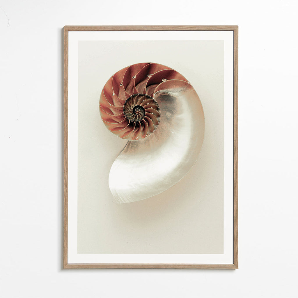 Fotografia de nautilus em espiral