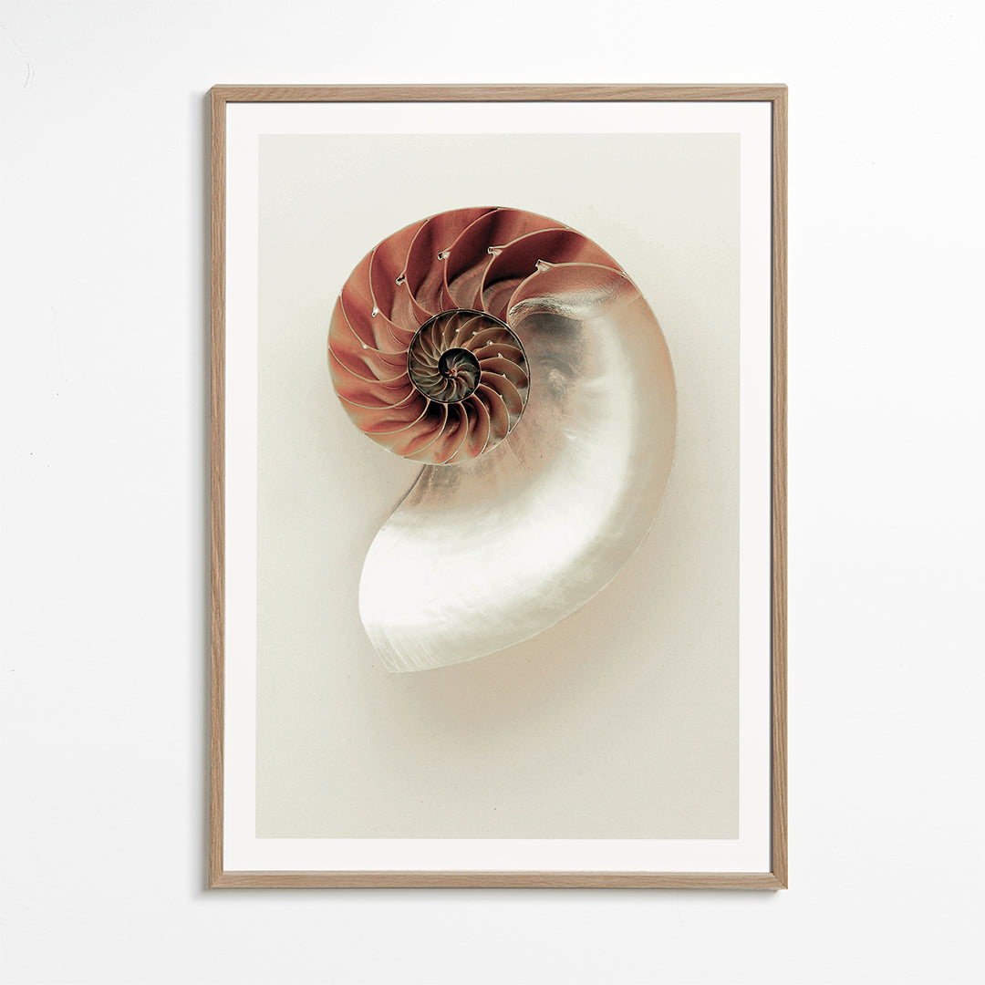 Fotografia de nautilus em espiral
