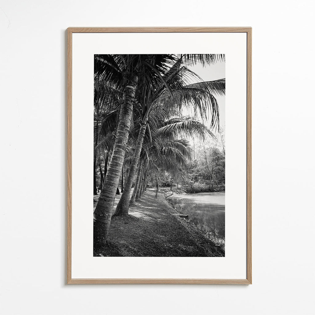 Coastal palm trees