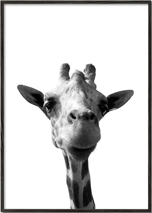 Quadro girafa retrato aproximado