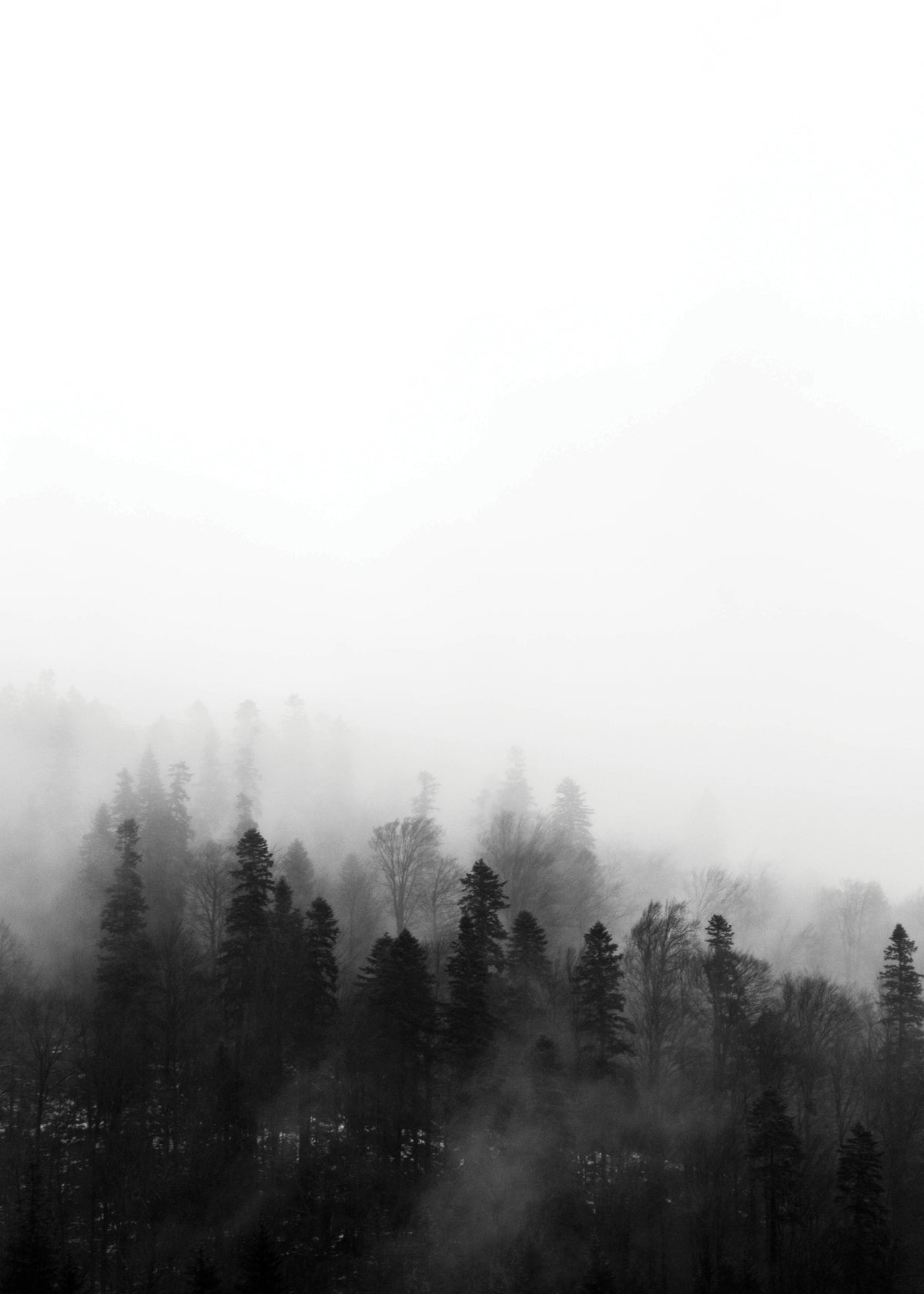 Haunted forest - Unframed art print