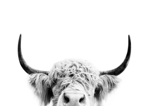 Vaca espreitando em preto e branco