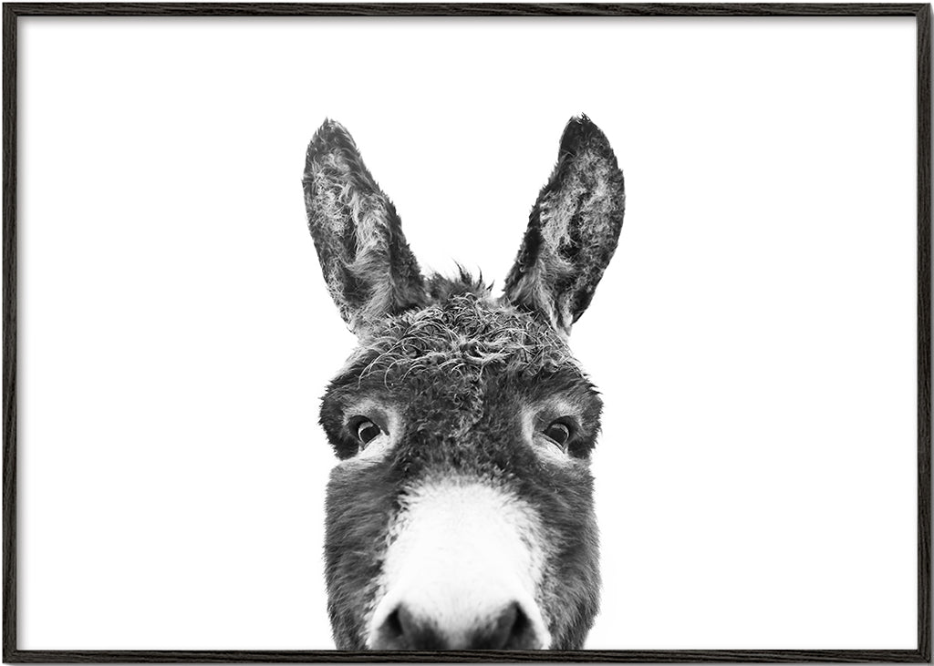 Retrato de burro em preto e branco