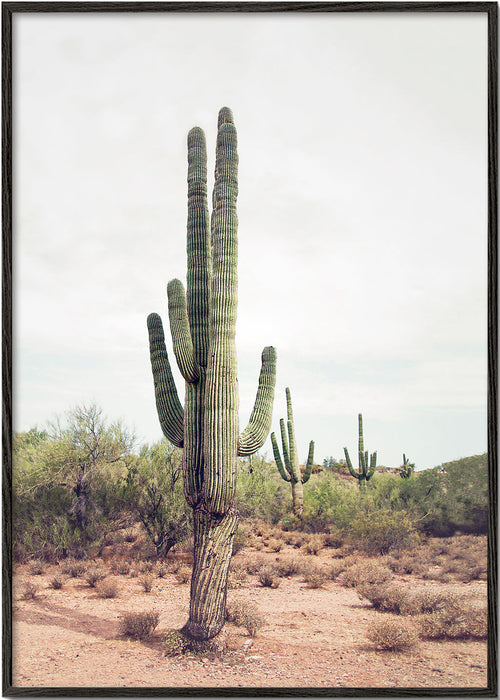 Estampa botânica: cacto do deserto vertical