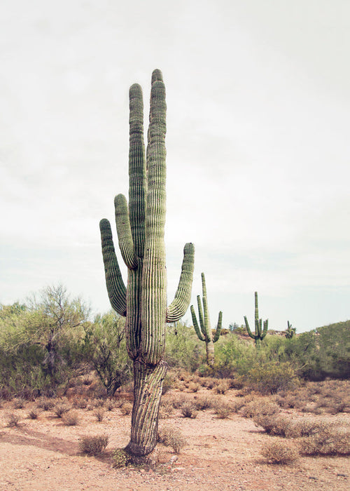 Estampa botânica: cacto do deserto vertical