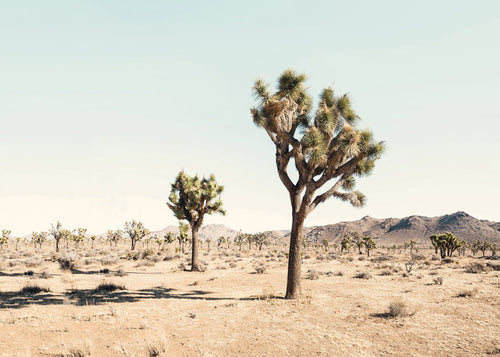 Quadro de paisagem com Joshua tree