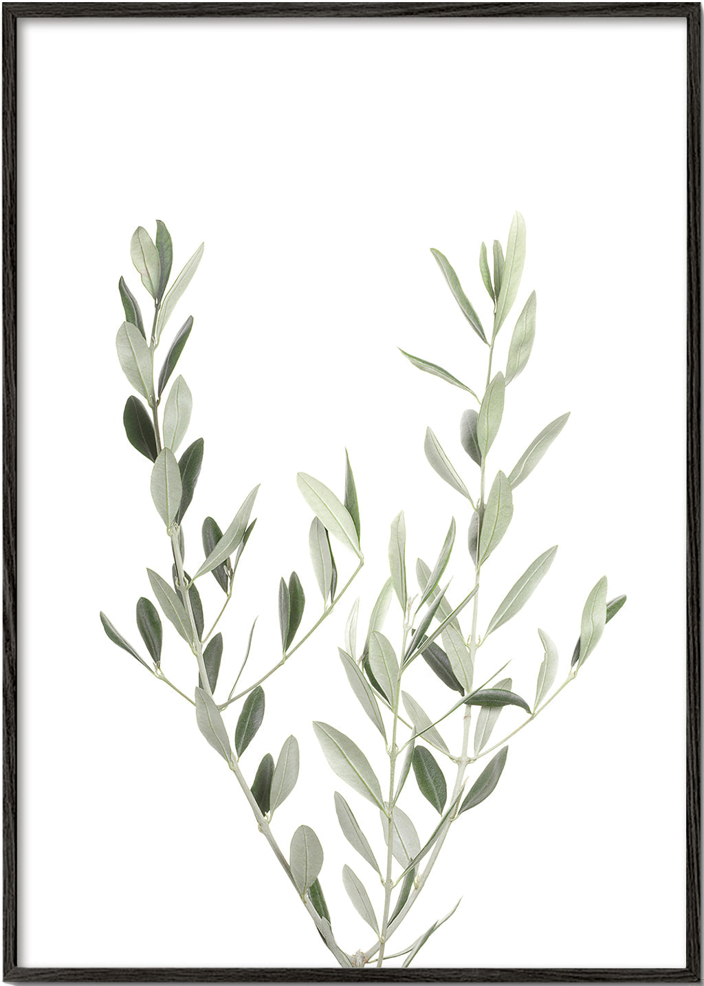 Estampa botânica ramo de oliveira minimal