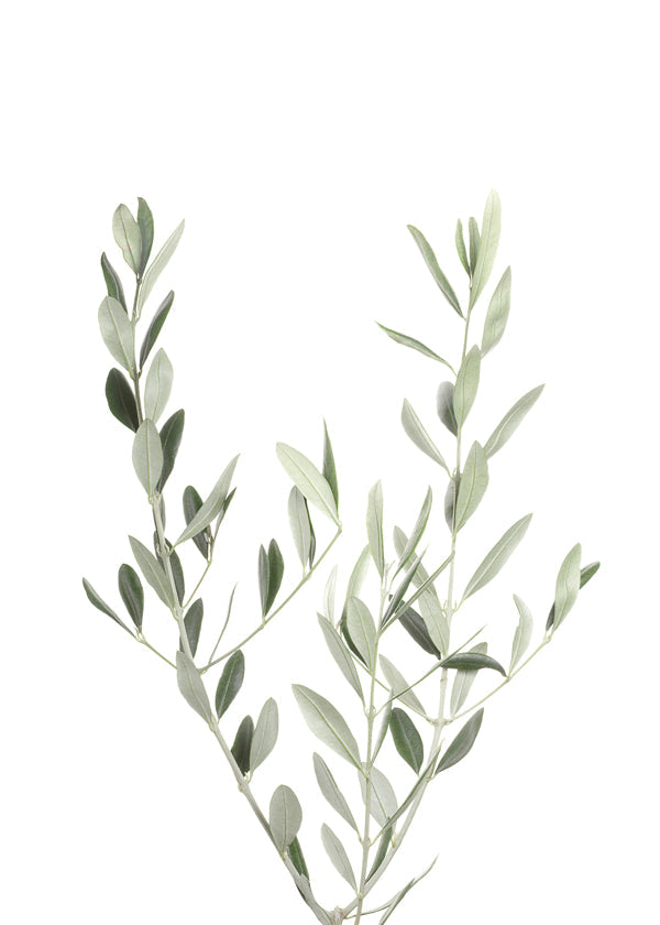 Estampa botânica ramo de oliveira minimal