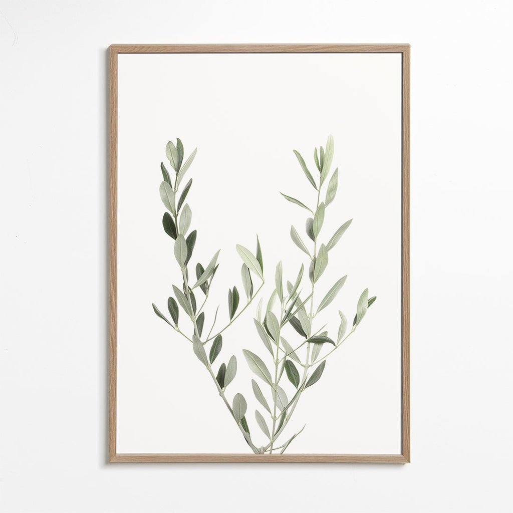 Estampa botânica ramo de oliveira minimal