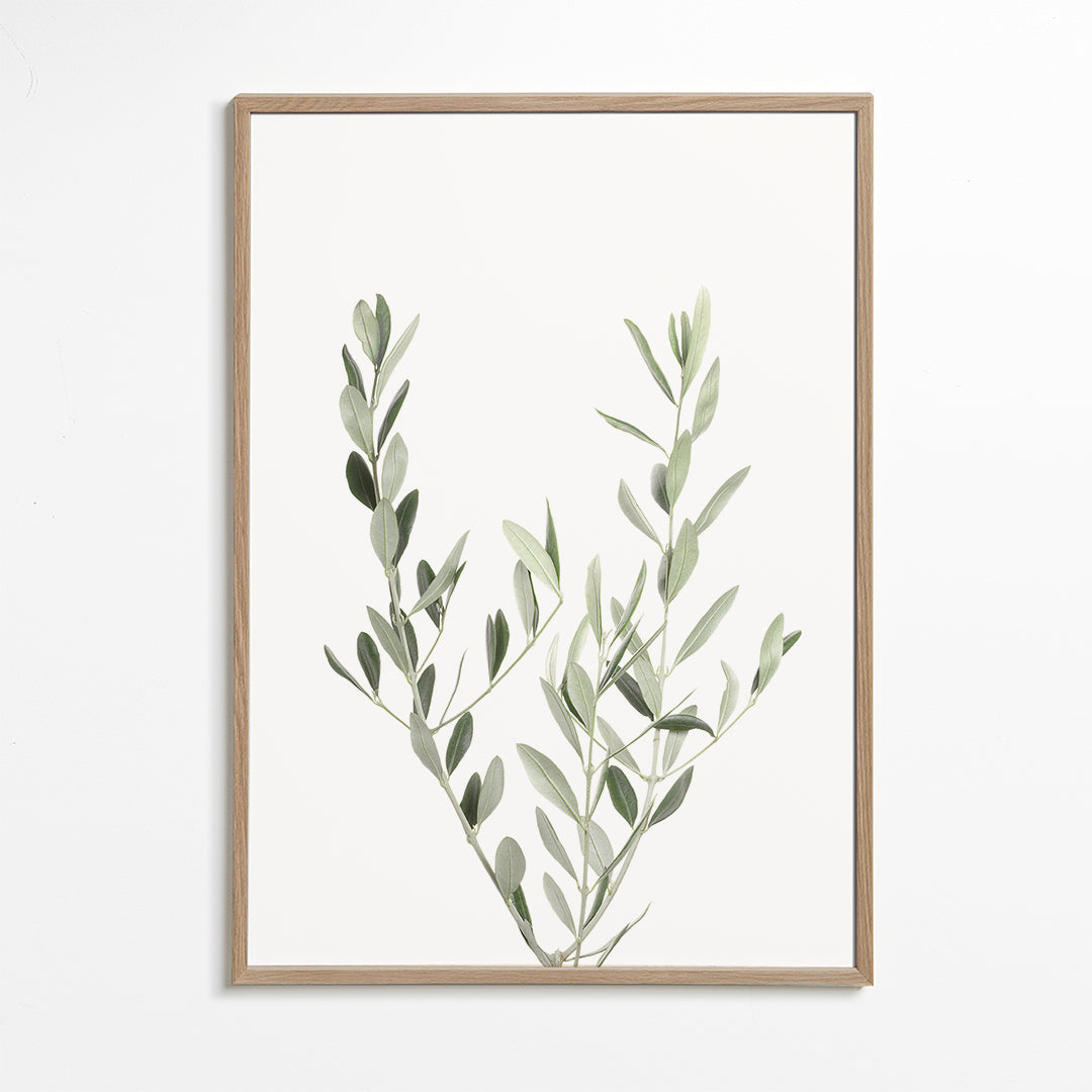 Estampa botânica ramo de oliveira minimal