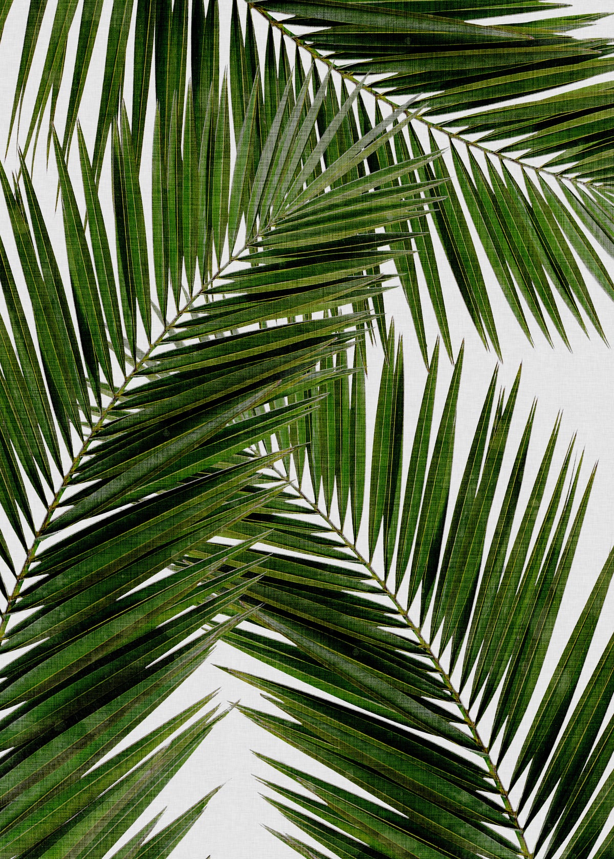 Palm Leaf III - Unframed art print