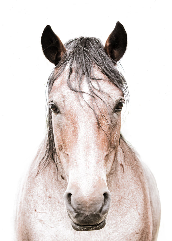 Cavalo retrato minimalista