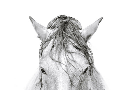 Obra cavalo close up