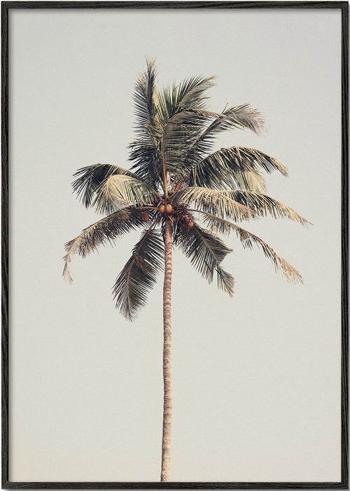 Arte paisagística: palmeira solitária fotografada