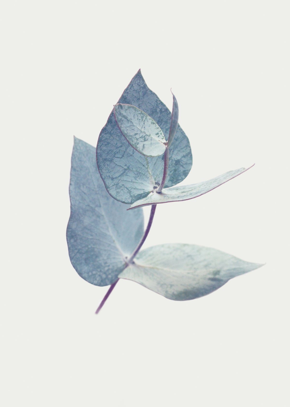 Eucalyptus I - Unframed art print