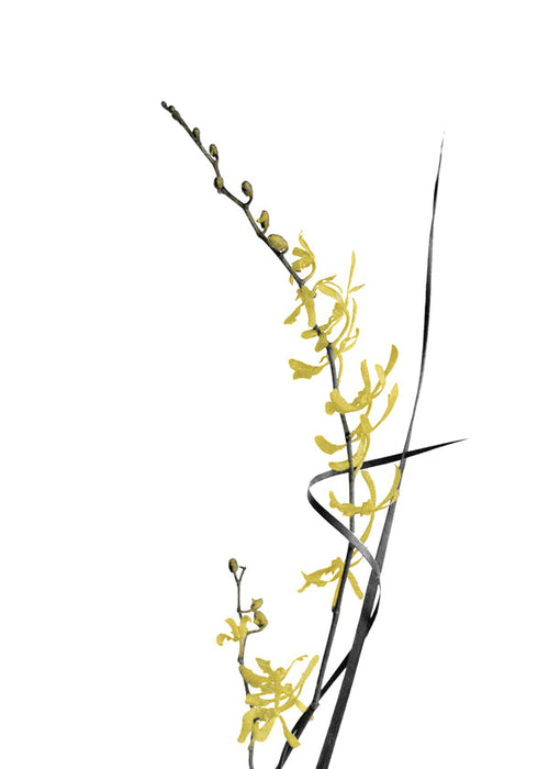 Estampa botânica: orquídea amarela minimal