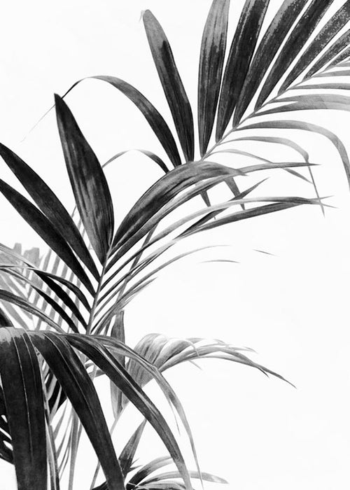 Estampa botânica: folhas de palmeira em preto e branco