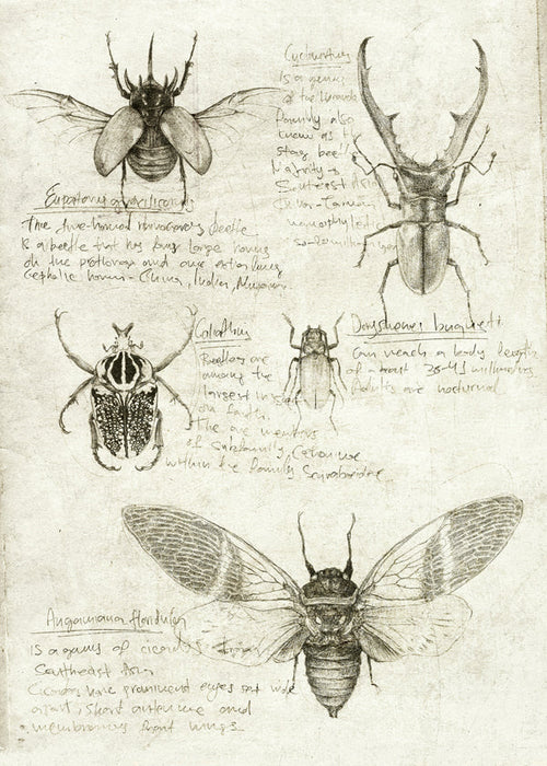 Ilustração científica de insetos em papel antigo