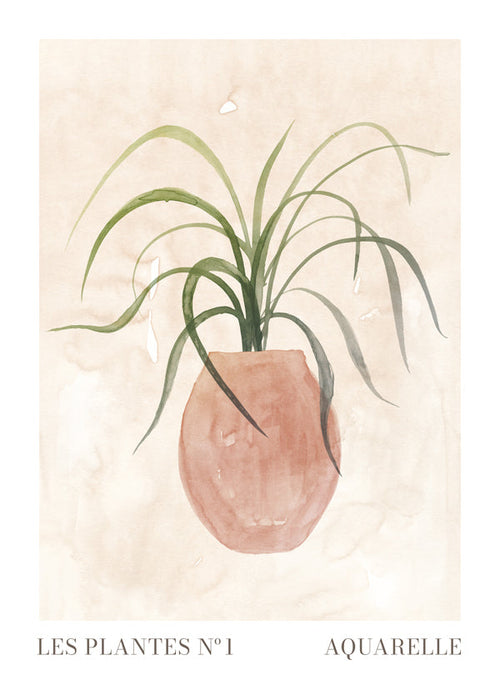 Les plantes Nº1