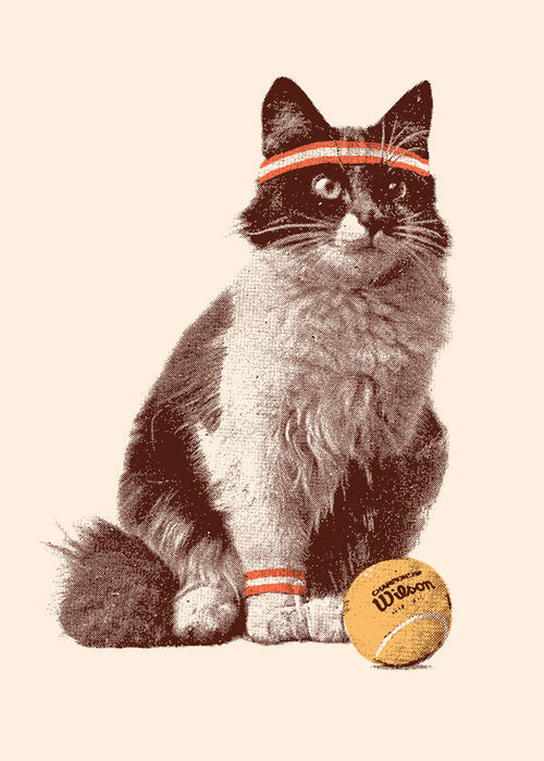 Gato com bola de tênis