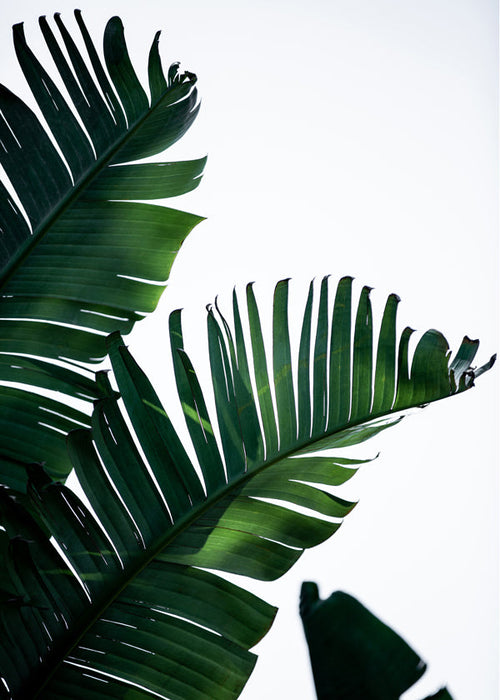 Estampa botânica folhas verdes vertical
