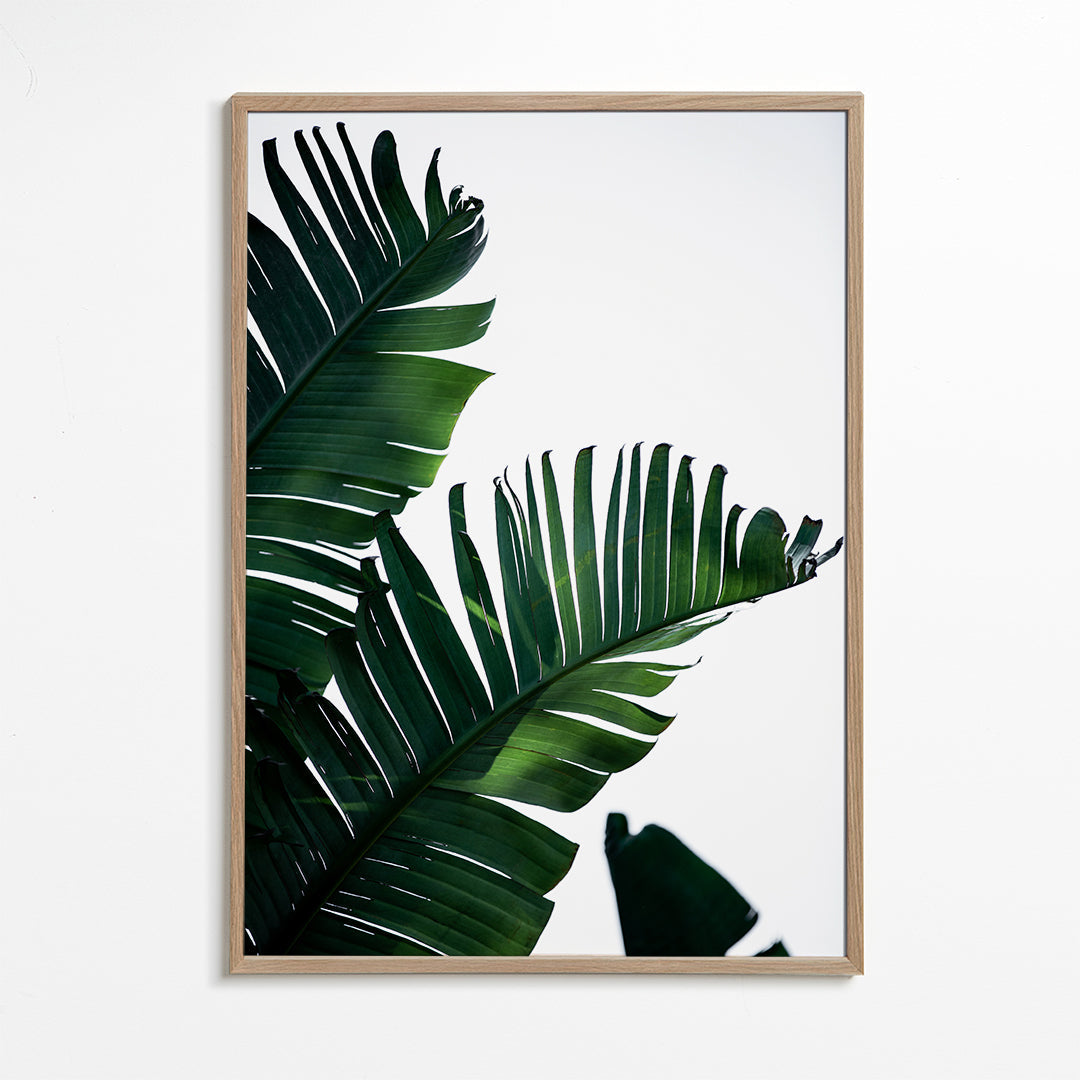 Banana Leaves 10