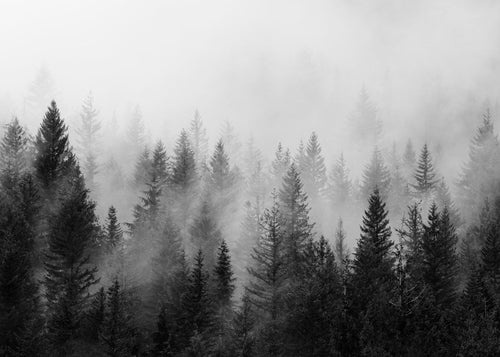 Arte em preto e branco: bosque enevoado panorâmico