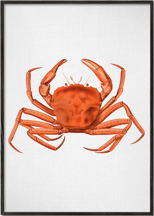 Quadro caranguejo aquarela laranja