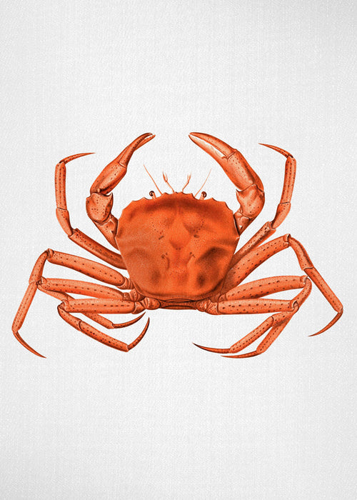Quadro caranguejo aquarela laranja