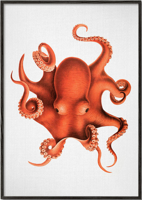 Ilustração de polvo em vermelho