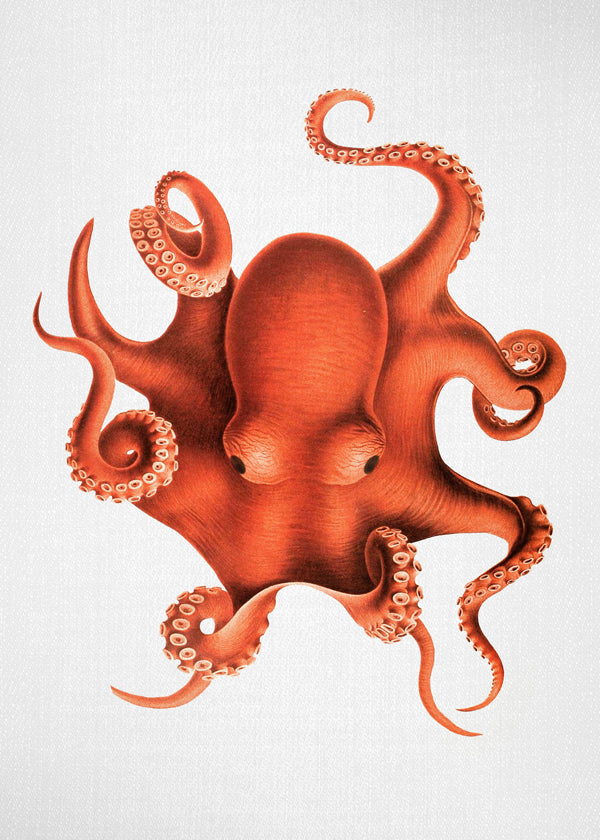 Ilustração de polvo em vermelho