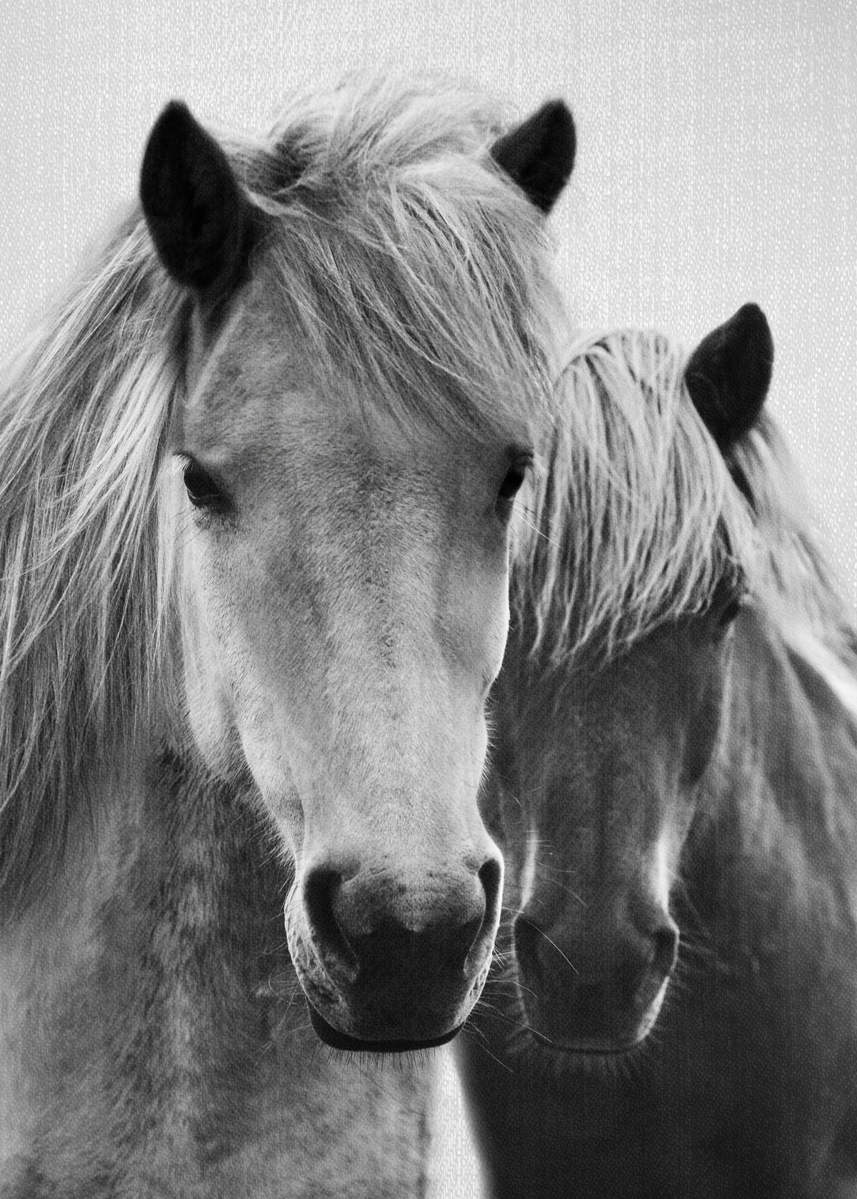 Horses - Black & White 7 - Unframed art print