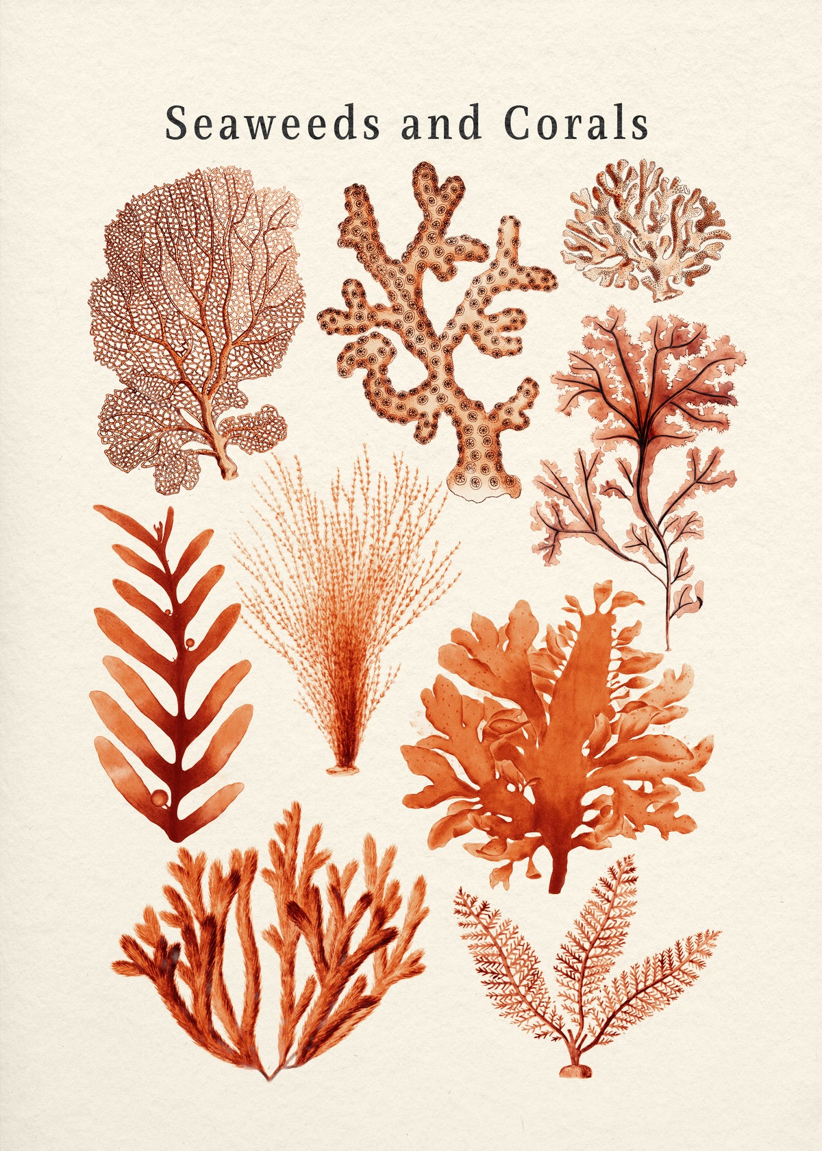 Seaweed & Corals Collection - Unframed art print