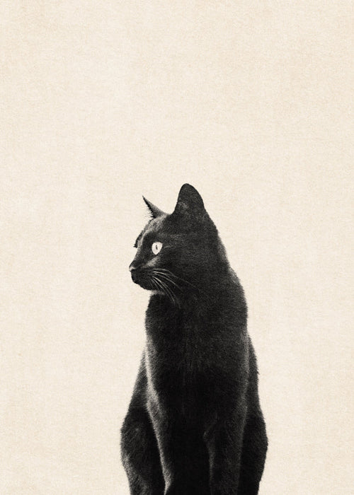 Quadro gato preto de perfil