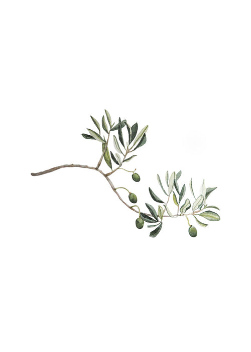 Estampa botânica ramo de oliveira