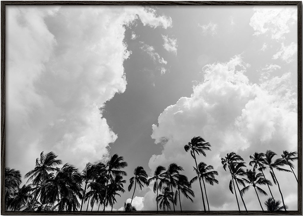 Arte para paisagem com palmeiras e céu dramático – Black Frame
