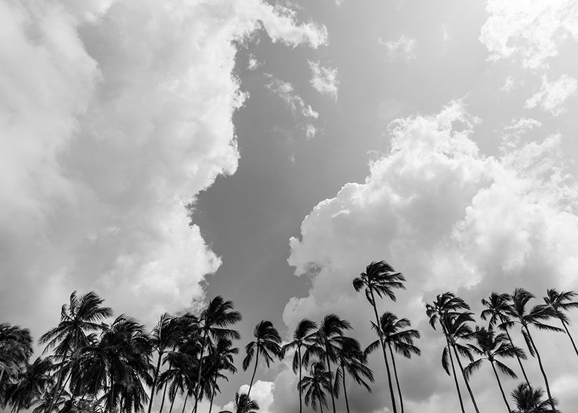 Arte para paisagem com palmeiras e céu dramático