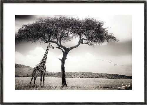 Girafa na savana fotografia