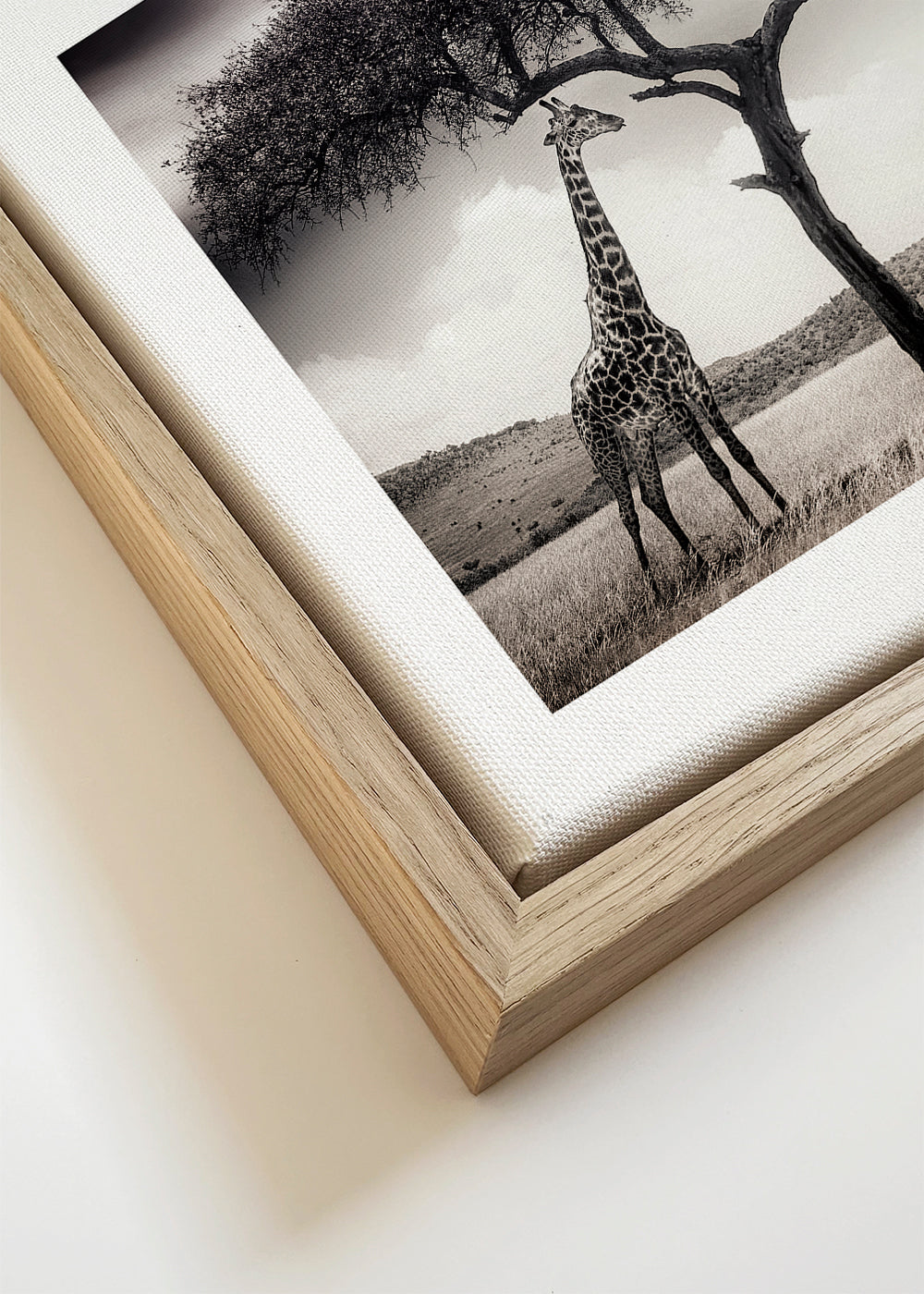 Girafa na savana fotografia