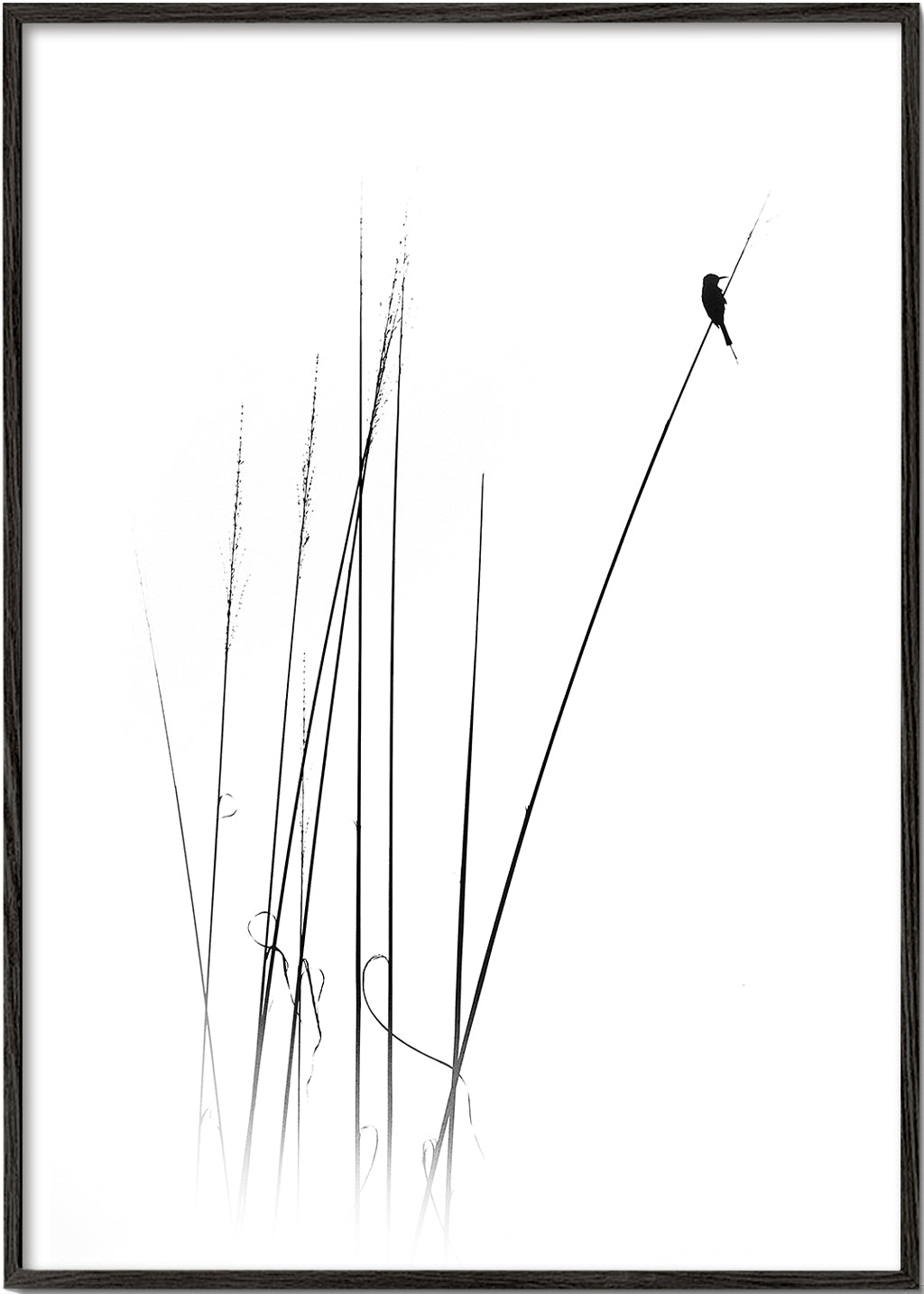 Fotografia: pássaro em cana minimalista