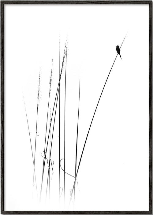 Fotografia: pássaro em cana minimalista