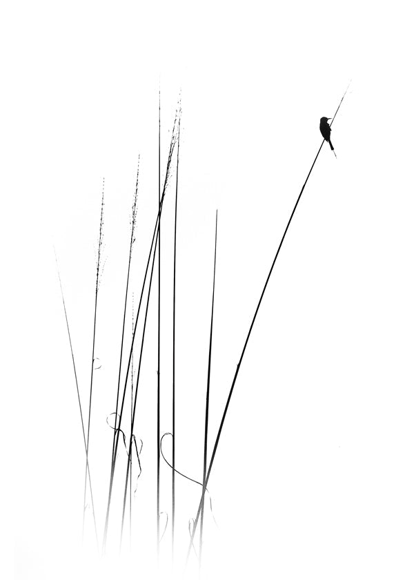 Fotografia: pássaro em cana minimalista
