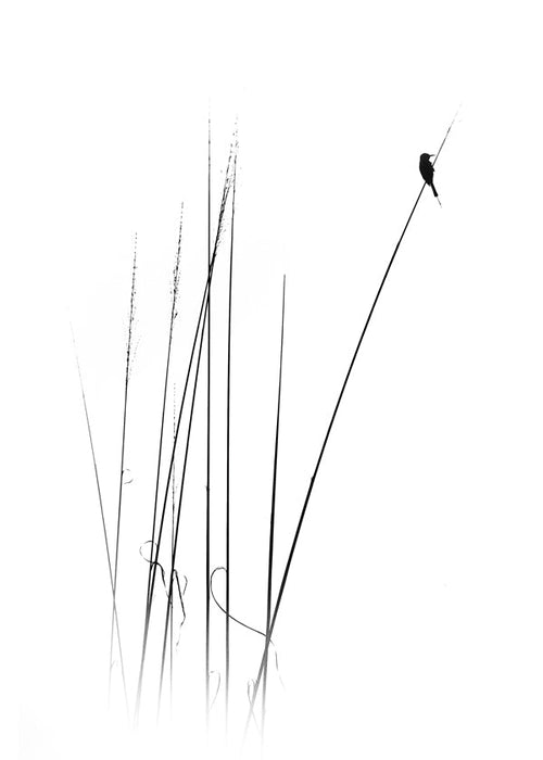 Fotografia: pássaro em cana minimalista