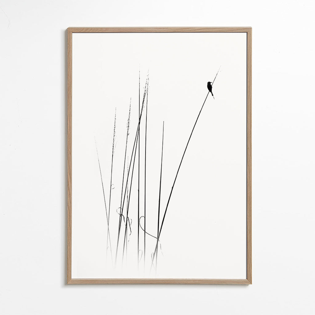 Fotografia: pássaro em cana minimalista