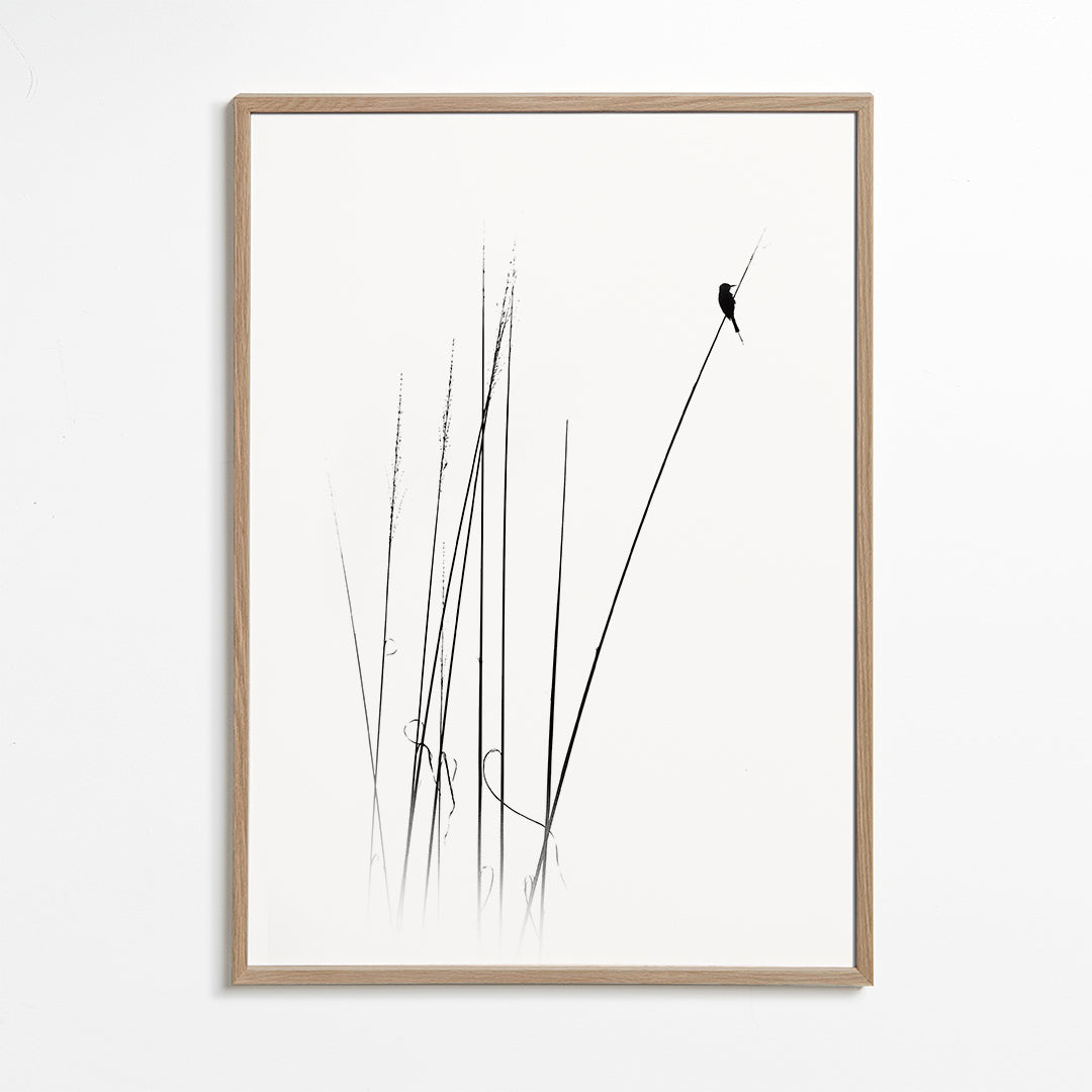 Fotografia: pássaro em cana minimalista