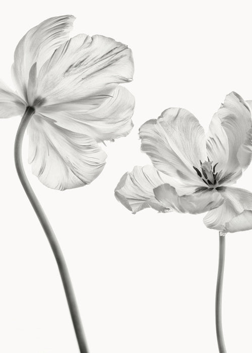 Estampa botânica: tulipas a preto e branco