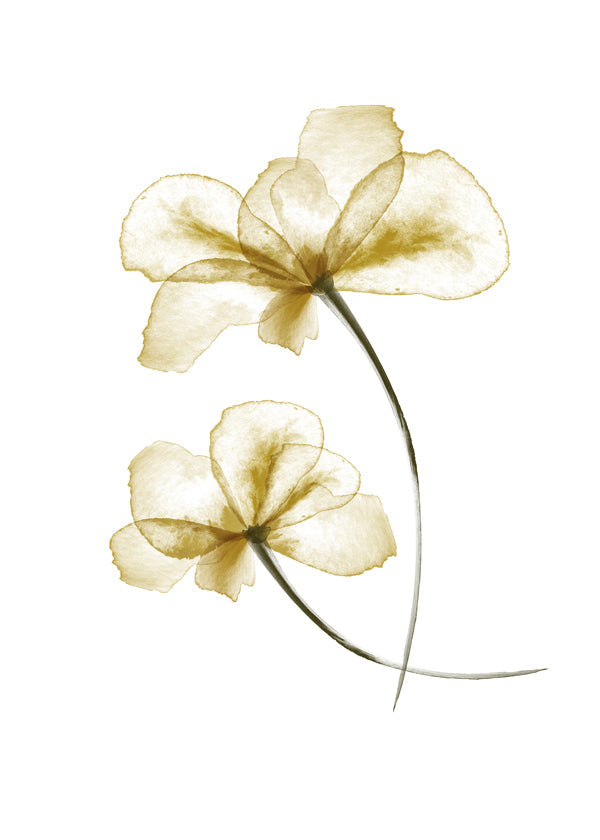 Pressed Flowers