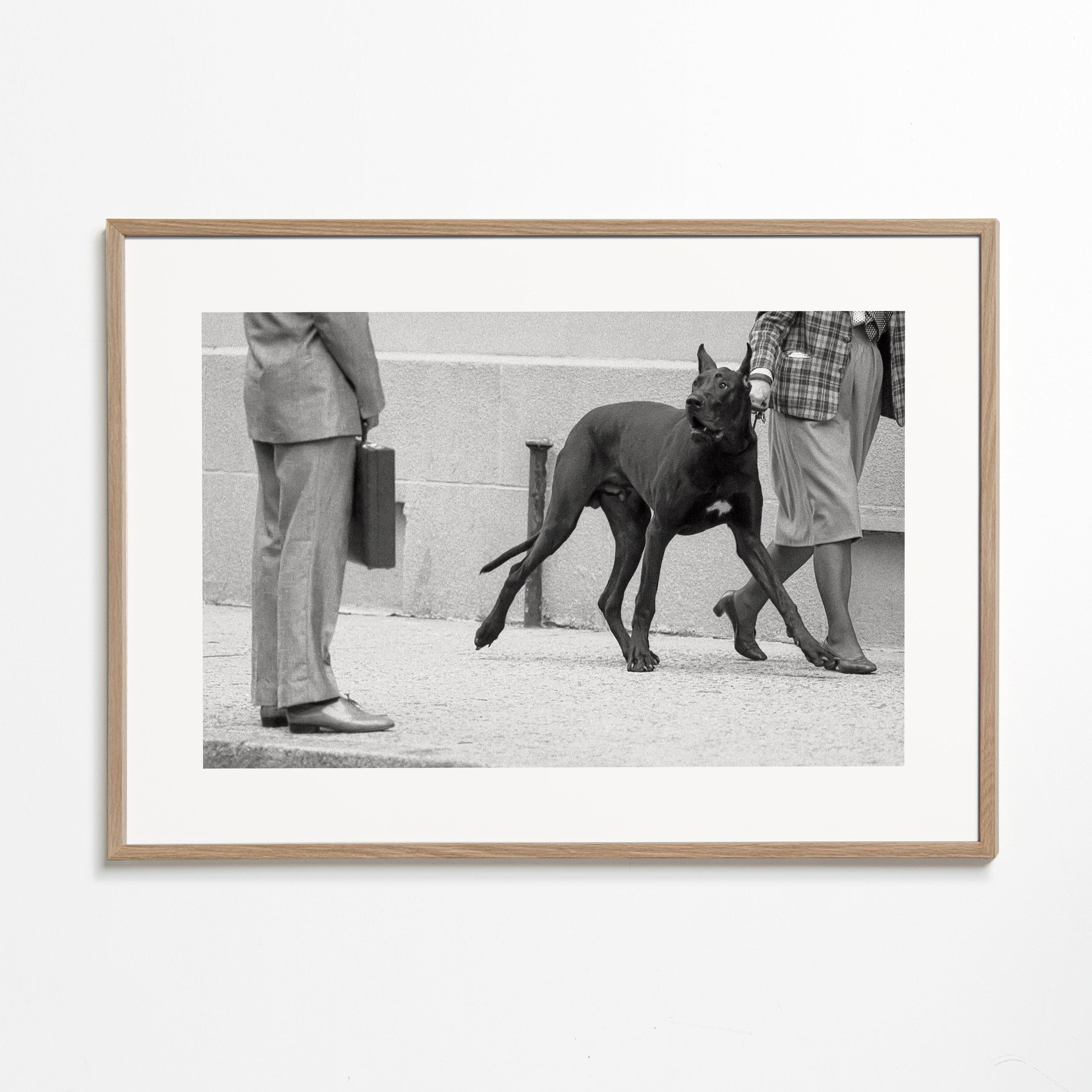 Great dane bodyguard